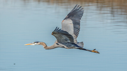 great blue heron in flight over water with water reflection on his wings © jkessler