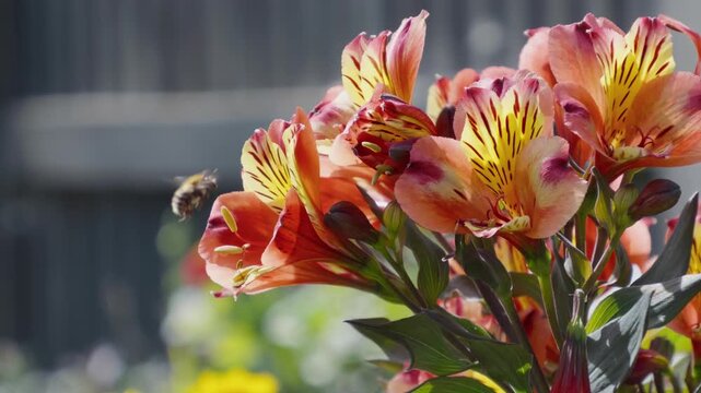 Sunlit blooms glow with warm, vibrant hues. Soft focus background frames the flowers' gentle beauty. Bee hovers nearby, drawn to sweet nectar. Insects bees mothers day floral