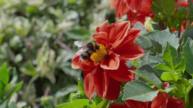 Bee hovers near bright red flower. Yellow center draws in pollinators. Petals surround the insect's busy activity. Green leaves frame the blooming scene. Insects bees mother day floral