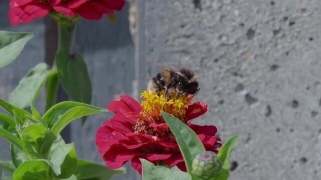 Bumblebee lands on red zinnia flower. Bees collect nectar from bright petals. Green leaves frame the blooming flower. Background shows rough concrete surface. Insects bees