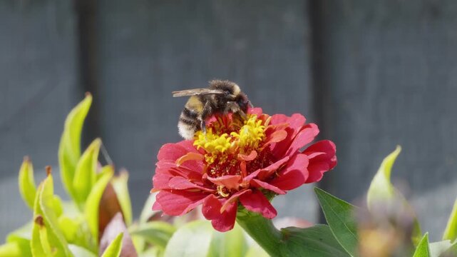 Bee lands softly on vibrant red zinnia bloom. It gathers nectar, wings steady, focused on yellow center. Green leaves frame the flower, soft background blurred. Nature's quiet moment. Insects bees