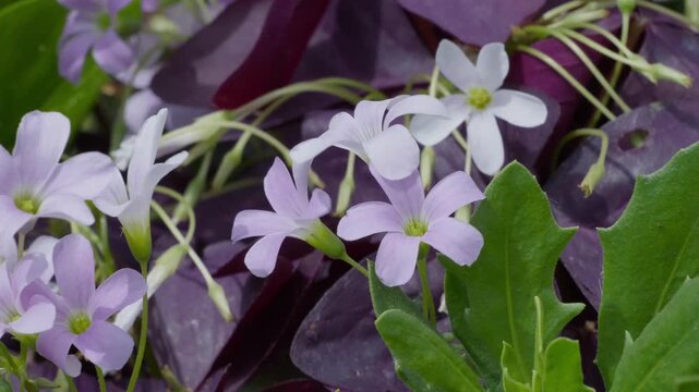 Lush purple leaves frame delicate pink blossoms. Soft petals glow with gentle, natural light. Tiny green stems connect vibrant foliage and blooms. Ideal for garden. Insects bees mothers day floral