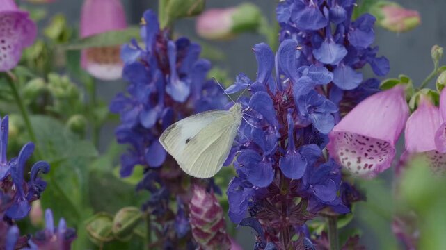 White butterfly rests gently on vibrant flowers. Blue and pink blooms surround the insect. Soft focus highlights delicate wings and petals. Natural garden scene invites calm.