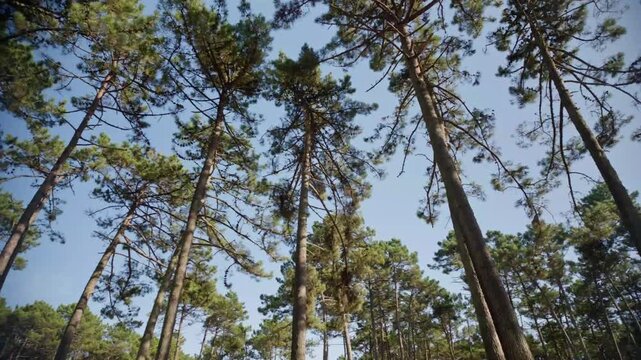 A low angle wide view looking up at tall pine tree trunks reaching toward a bright blue sky. Natural sunlight illuminates the green pine needles and rough bark textures.