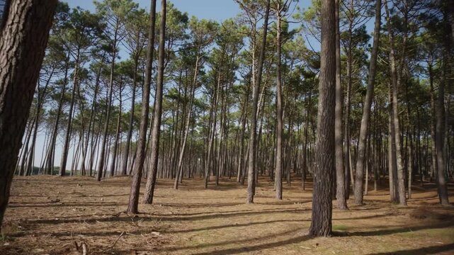 Tall pine tree trunks stand in rows over a carpet of dry pine needles. Bright sunlight casts long shadows across the sandy forest floor in a peaceful woodland landscape.