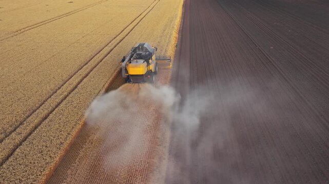 Harvester moves through golden wheat field. Dust rises behind machine as it works. Dark soil contrasts with harvested crop rows. Aerial view shows steady. Farming combine harvester