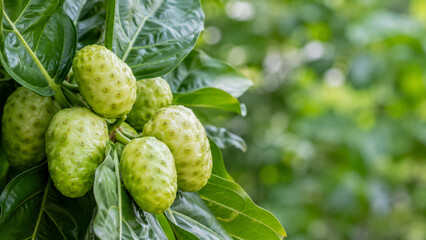 Fototapeta premium Fresh Noni Fruit Cluster Growing on Tropical Tree