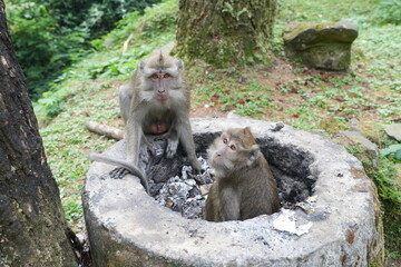 monkey in the forest © fajri
