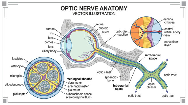 Optic Nerve Anatomy: Detailed Vector Illustration of the Human Eye and Neural Pathway