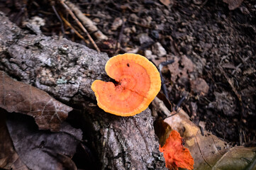 Orange mushrooms are growing on logs in the forest during the rainy season. © MAY10SAT