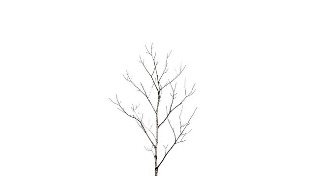 Minimalist bare tree branches isolated on white background.