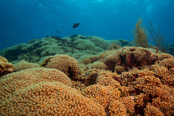 Pencil Coral at Oostpunt, Curaçao © Kevin Drew Davis