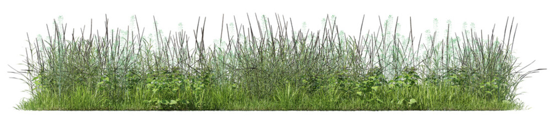 Wild green grass and weeds field isolated on transparent background png 3d render.