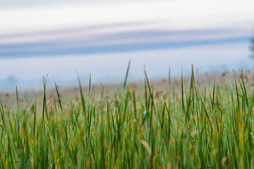 Obraz premium Close-up, shallow depth-of-field view of tall green grass with yellowing tips, set against a softly blurred, hazy background.