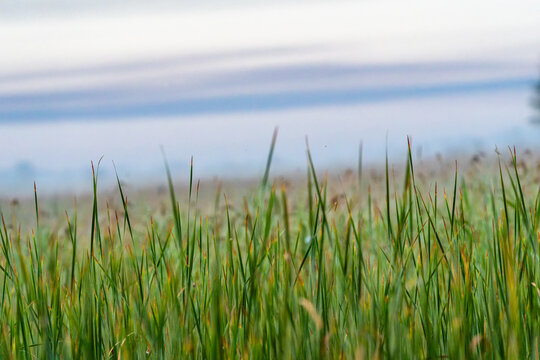 Close-up, shallow depth-of-field view of tall green grass with yellowing tips, set against a softly blurred, hazy background.