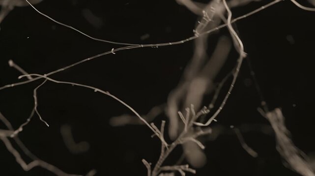 Abstract bare branches and thin twigs silhouetted against dark night background with shallow depth of field