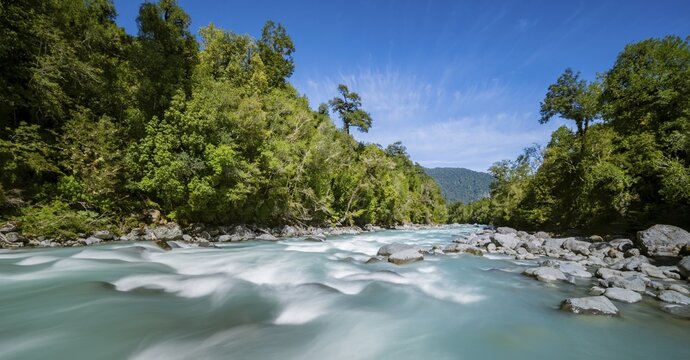 Turquoise blue Rio Blanco river flows through temperate rainforest, Valdivian or northern Patagonian rainforest, Ruta de los Parques, Hornopir&eacute;n, Hualaihu&eacute;, Los Lagos, Patagonia Verde, Chile