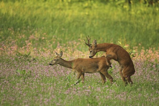 European roe deer (Capreolus capreolus) strong, abnormal buck shoots doe in flowering meadow, Lower Austria, Austria