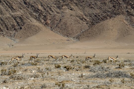 Angola springboks (Antidorcas angolensis) in the Ganamub dry river, Kaokoveld, Kunene region, Namibia