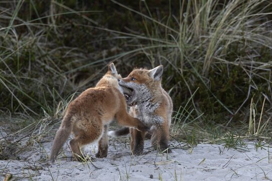 The red fox pups (Vulpes vulpes) are still very active, when the sun has set they will gather at the entrance to the den and sleep together, raising pups, animal children, cute, playful, courtship, May, Denmark
