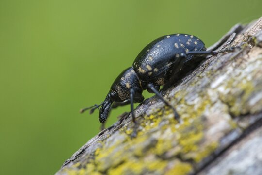 Curculionidae, Greater Butterbur snout beetle, large butterbur weevil, large bearweevil, Liparus glabrirostris, weevils, beetles, Coleoptera, insects, beetles