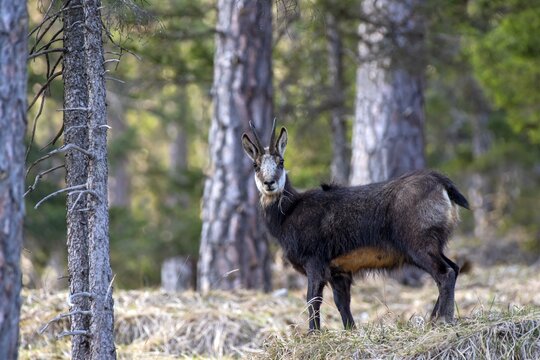 Chamois (Rupicapra rupicapra), in winter coat, standing in an old coniferous forest, Stanser-Joch, Stans, Tyrol, Austria