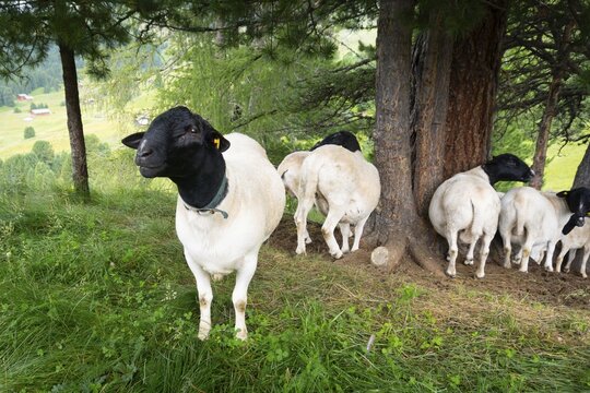 Dorper sheep flock grazing lush green mountain pasture large pine tree background South Tyrol Dolomites Alps Italy summer agriculture livestock