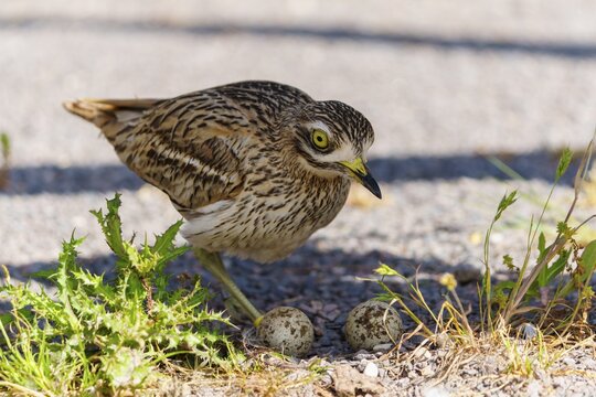 Bird bending curiously over eggs on gravelly ground, Stone Curlew (Burhinus oedicnemus), France