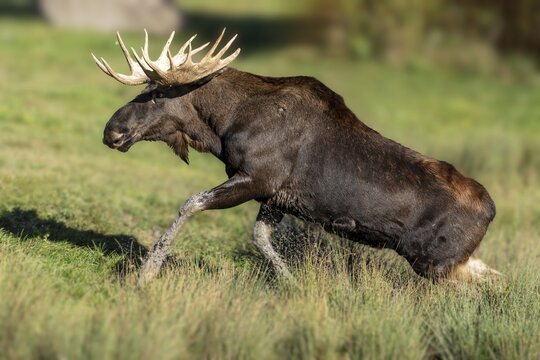 European elk (Alces alces), bull during the rut in a pond