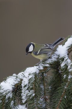 Great tit (Parus major) adult bird on a snow covered pine tree branch, England, United Kingdom