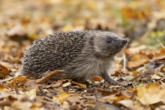 European hedgehog (Erinaceus europaeus) adult animal on fallen autumn leaves in a garden, England, United Kingdom