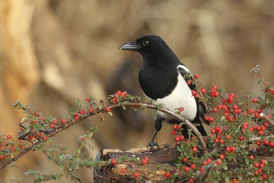 European magpie (Pica pica) on berries of firethorn (Pyracantha) Allg&auml;u, Bavaria, Germany