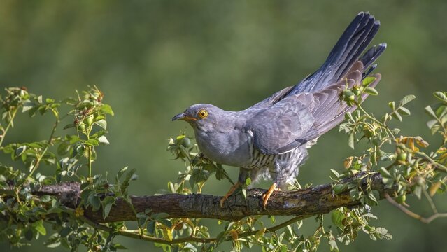 Common cuckoo (Cuculus canorus), male, sitting on a branch, Limbach, Burgenland, Austria