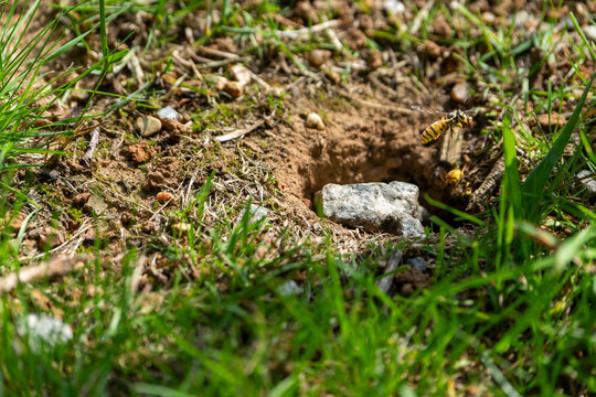 common wasp or yellow-jacket working at the entrance of an underground nest.