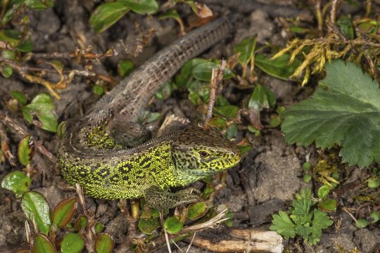 A male sand lizard (Lacerta agilis) on the ground between leaves and plants, Baden-W&uuml;rttemberg, Germany