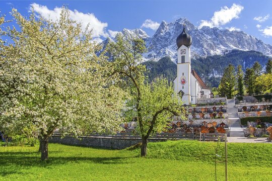 Spring meadow with blossoming trees and parish church in front of the Gro&szlig;er Waxenstein 2277m in the Wetterstein range, Zugspitz village Grainau, Werdenfelser Land, Bavarian Alps, Upper Bavaria, Bavaria, Germany