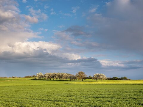 Sun-drenched landscape with lush green fields, trees and cloudy skies, Hesse, Germany