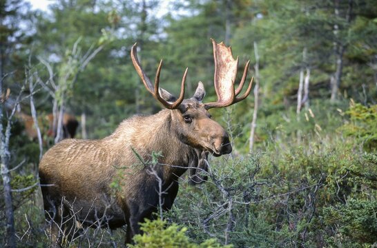 Moose. Alces alces. Bull moose standing and watching. Gros Morne national park. Province of Newfoundland. Canada