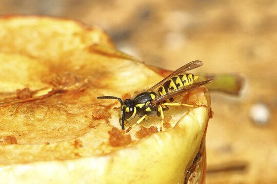 Saxon wasp (Dolichovespula saxonica) licks sap from the wound of a ripe apple, Wilnsdorf, North Rhine-Westphalia, Germany