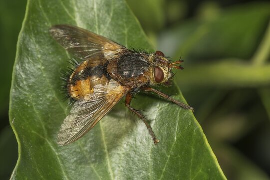 Parasitic fly (Tachina fera) on ivy leaf, Baden-W&uuml;rttemberg, Germany