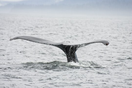 Humpback Whale, fluke (Megaptera novaeangliae) Alaska's Inside Passage, USA