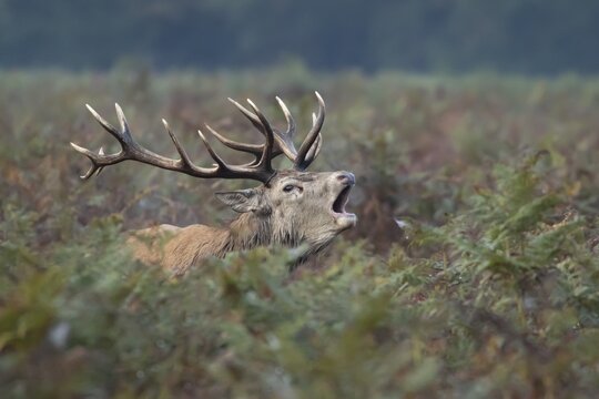 Red deer (Cervus elaphus) adult male stag animal roaring during the rut in autumn, England, United Kingdom