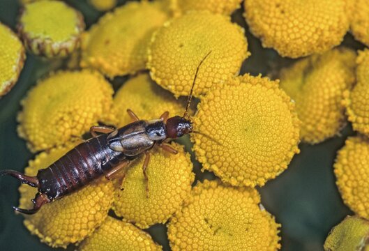 Dermaptera spec., forficulidae, earwig spec., insects, insects