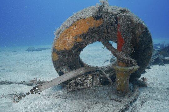 An old tire covered with algae and sponges lies on the seabed next to wreckage, meteor wreck dive site, Russian hydrofoil, hydrofoil, Arguineguin, Gran Canaria, Spain, Europe, Atlantic