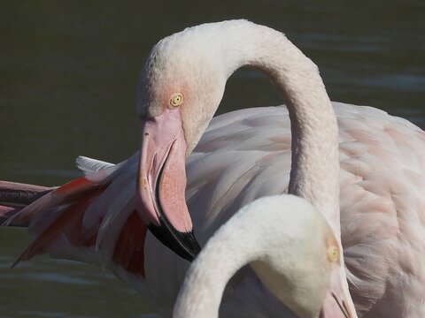 Two flamingos with curved necks, greater flamingos (Phoenicopterus roseus), stand in the water, Camargue, Provence, France