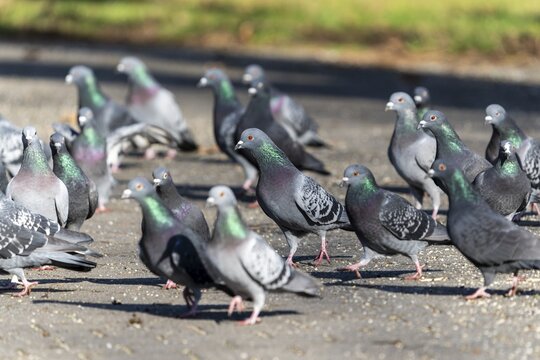 City doves (Columba livia forma domestica) at a feeding site, wildlife, Germany