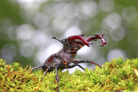 Stag beetle (Lucanus cervus) on a moss cushion, Solms, Hesse, Germany