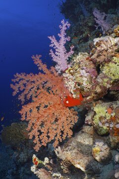 Hemprich's tree coral (Dendronephthya hemprichi), St Johns reef dive site, Saint Johns, Red Sea, Egypt