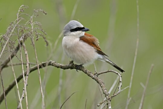 Red-backed Shrike (Lanius collurio) on a branch, wildlife, Burgenland, Austria