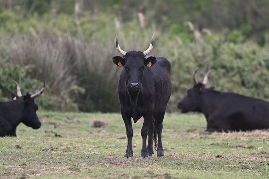 Camargue aurochs (Bos primigenius taurus), standing in a meadow, Saintes-Marie-de-la-Mer, Camargue, southern France, France